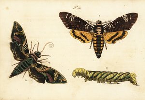 Doodshoofdvlinder en larve, Acherontia atropos, en oleanderpijlstaart, Daphnis nerii door Unknown